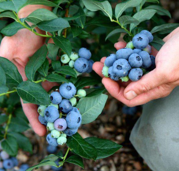 PYO Blueberries